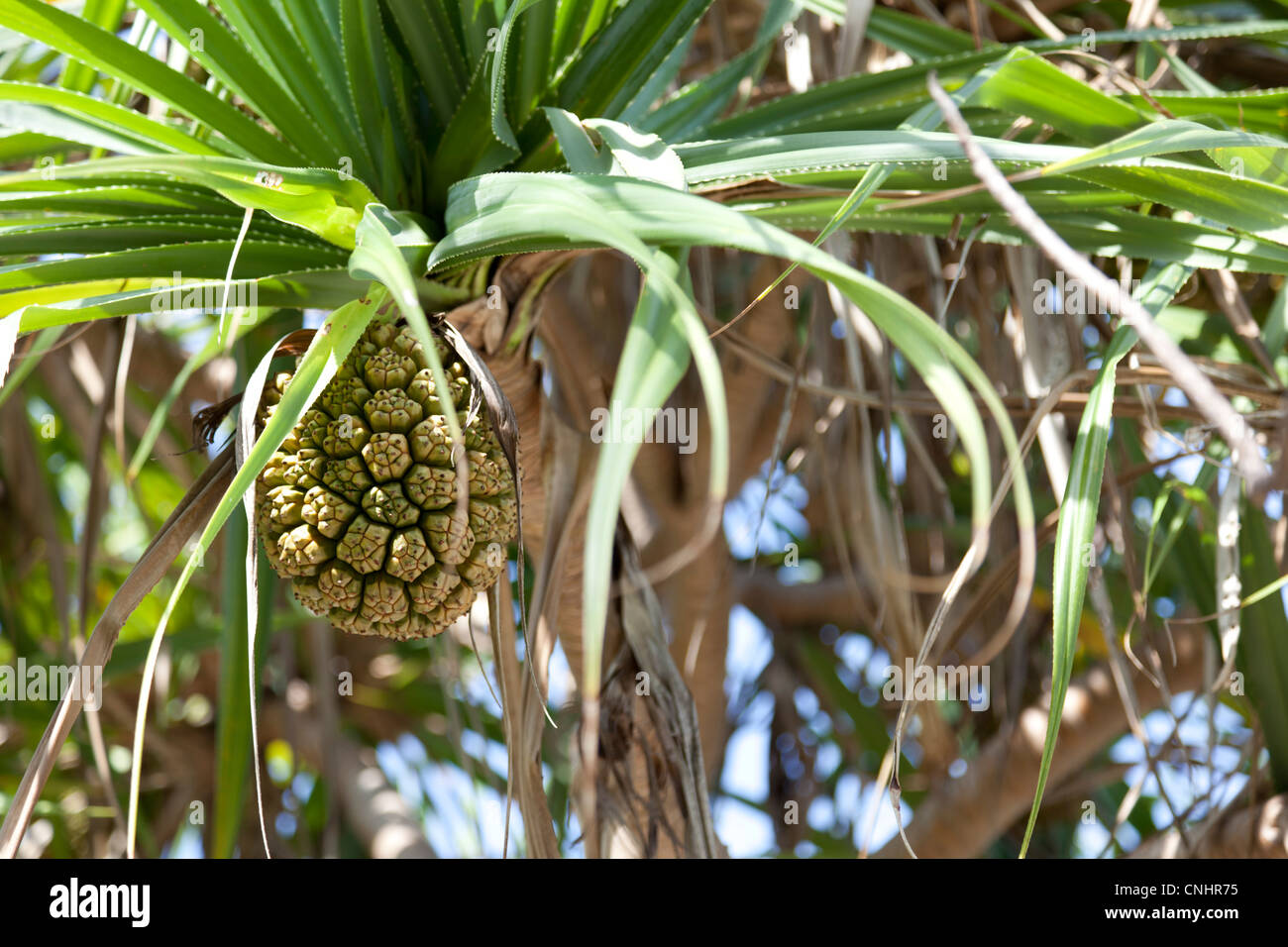 The fruit of the Screwpine (Pandanus), in Ko Phetra (Thailand). Le