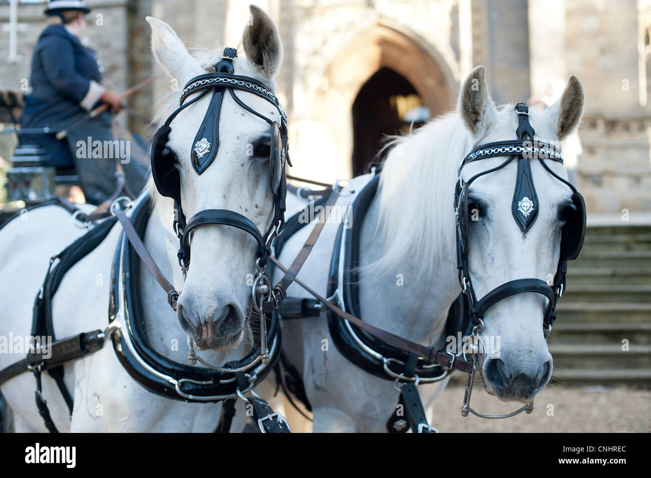 Two white horses hires stock photography and images Alamy