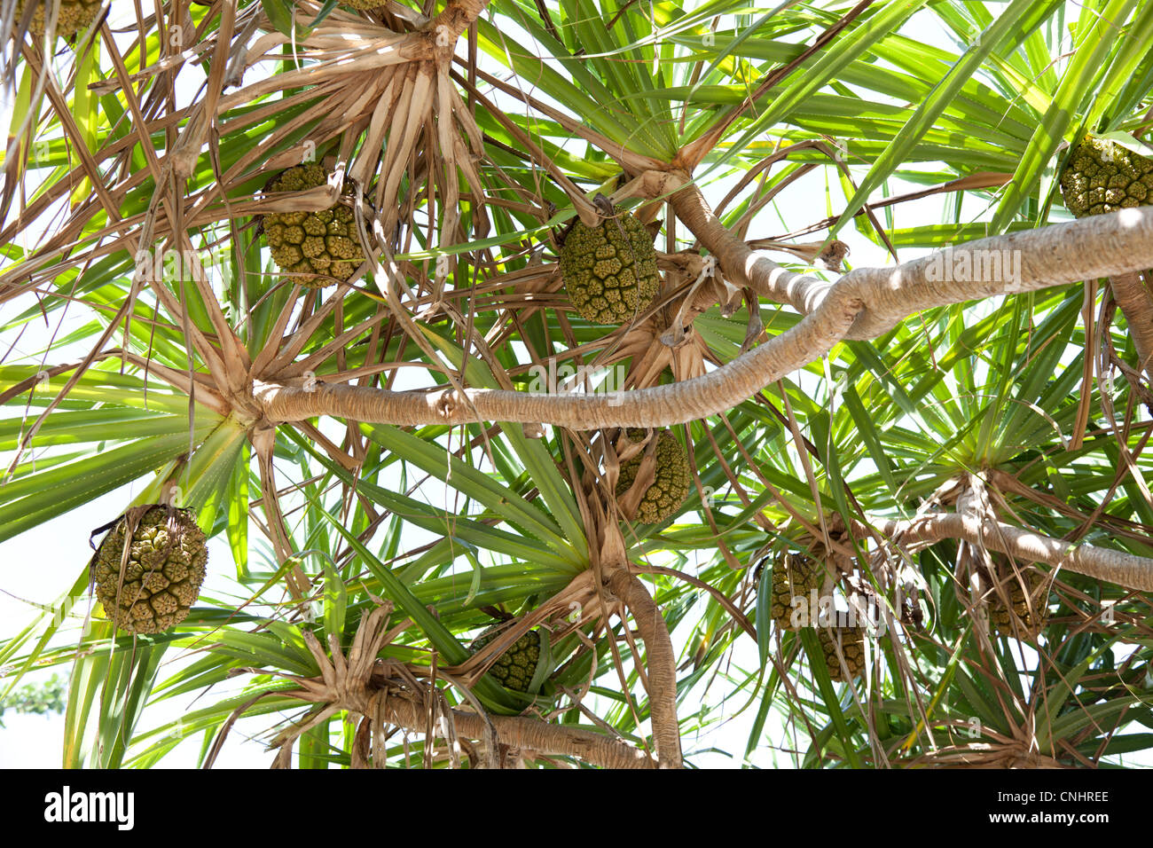 The fruit of the Screwpine (Pandanus), in Ko Phetra (Thai…