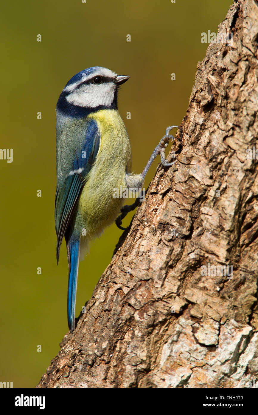 BLUE TIT CLINGING TO THE SIDE OF A TREE TRUNK Stock Photo