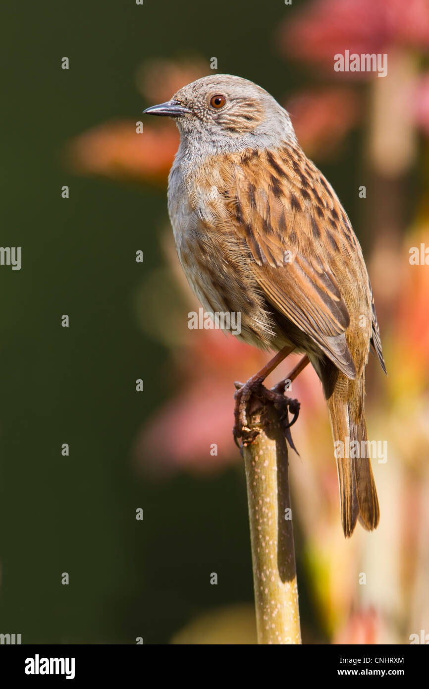 DUNNOCK PERCHED AT THE TOP OF A HEDGE Stock Photo