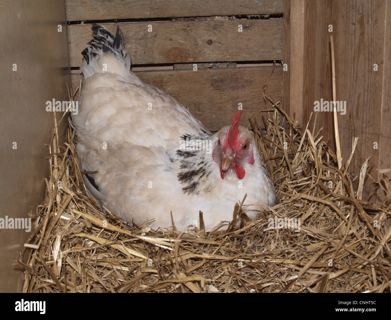 Light Sussex hen on nest. UK Stock Photo