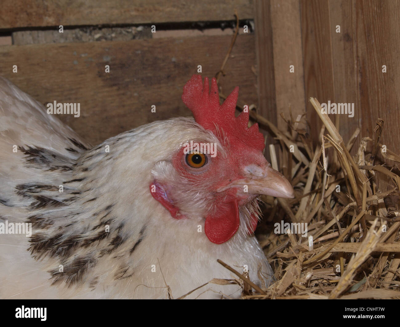 Light Sussex hen on nest. UK Stock Photo