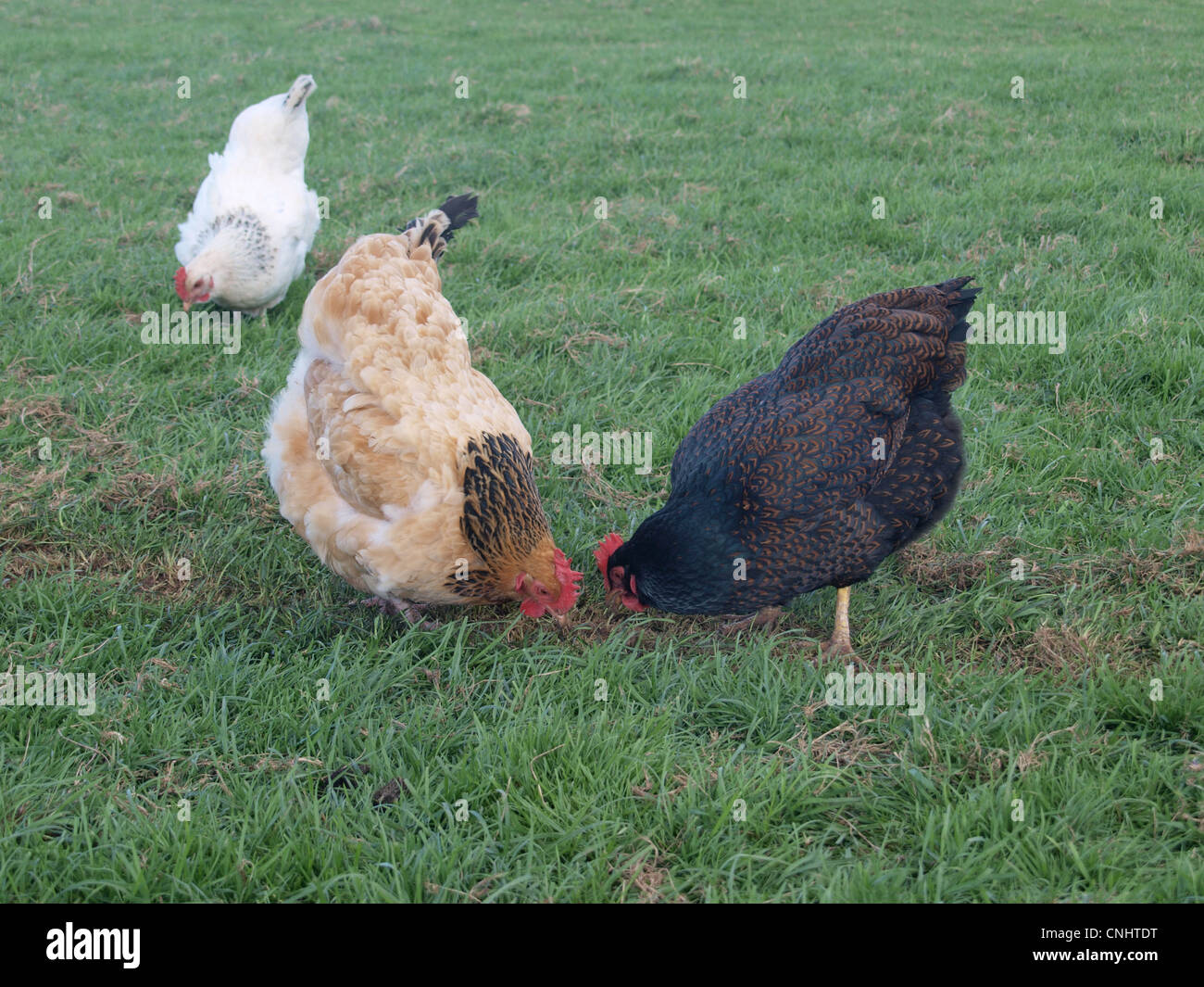 Free range chickens feeding. UK Stock Photo