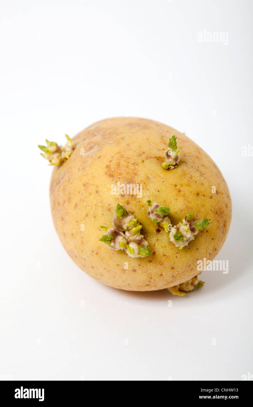 Potato sprout hires stock photography and images Alamy