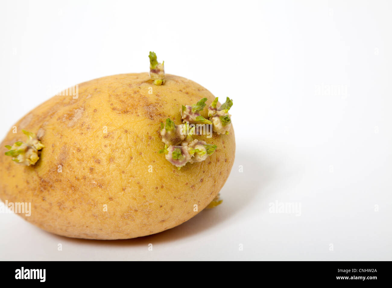 Old Potato with green sprouts Stock Photo
