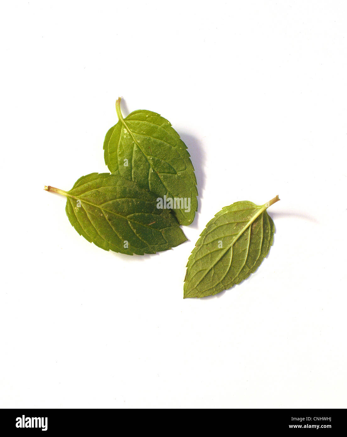 Cut out Peppermint leaves Stock Photo Alamy