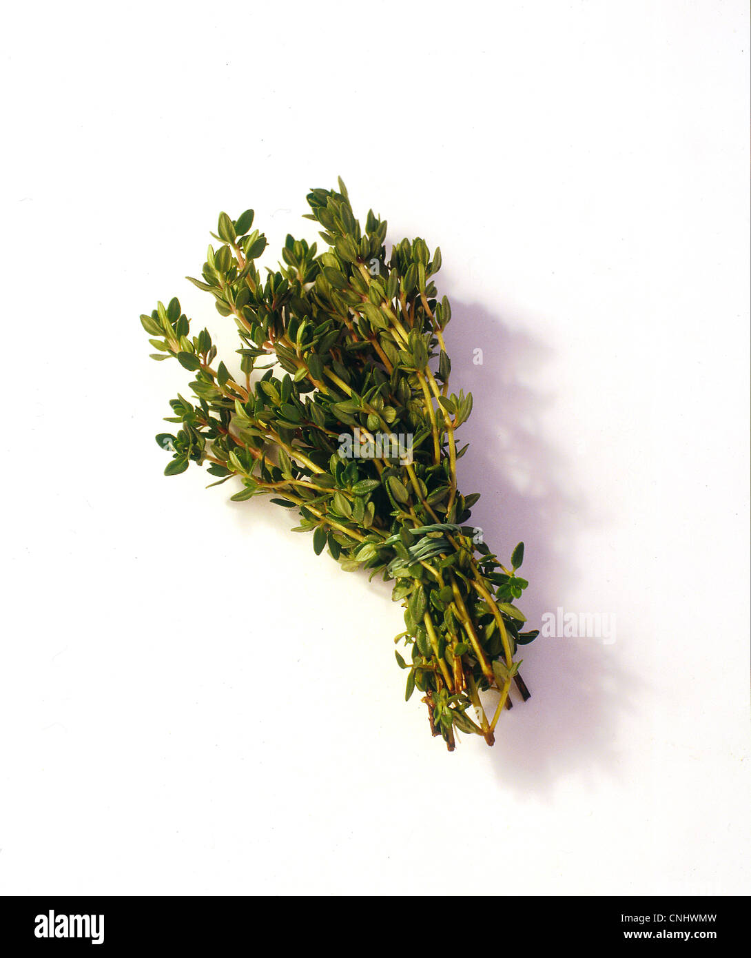 Cut out Thyme Stock Photo Alamy
