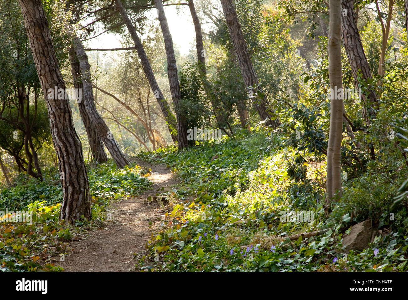 A dirt path leads through a tropical forest in the afternoon light in Parc Geull, Barcelona, Spain, Stock Photo