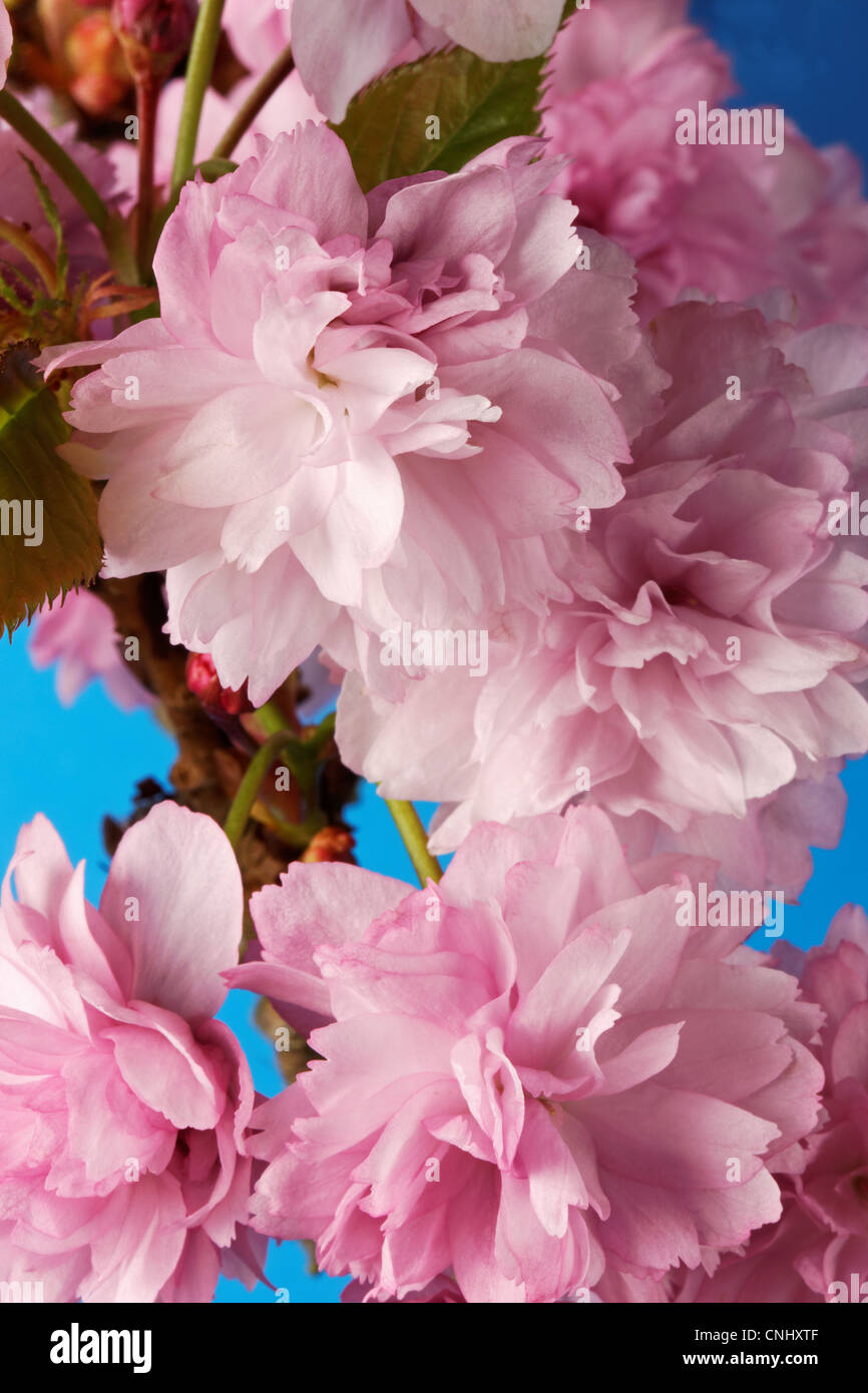 Closeup cherry spring tree hi-res stock photography and images - Alamy