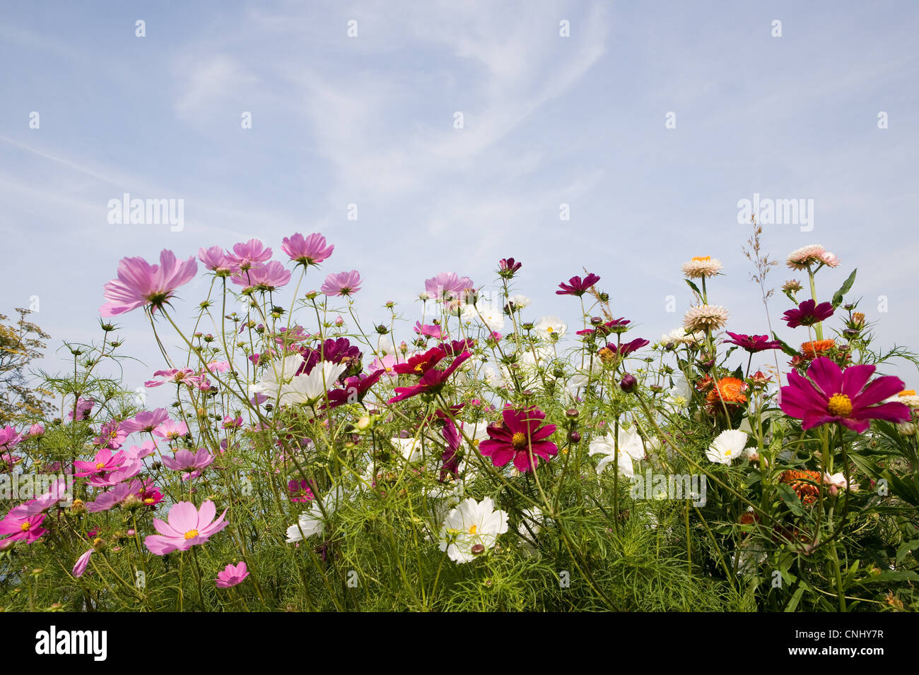 Colourful flowers hi-res stock photography and images - Alamy