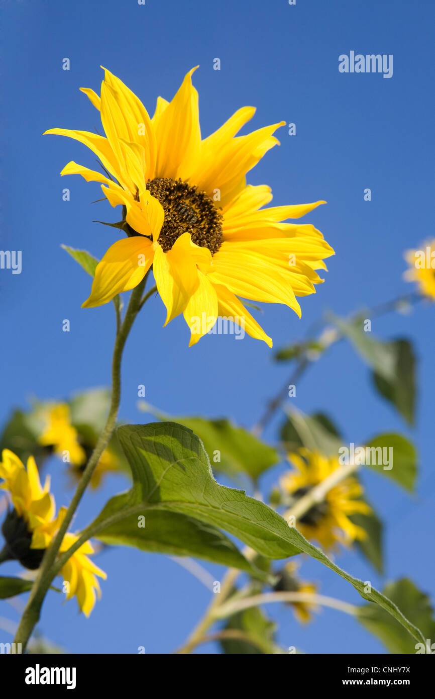 Sunflowers against blue sky Stock Photo - Alamy