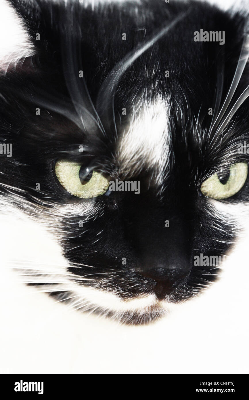 Black and white portrait of a cat hi-res stock photography and images ...