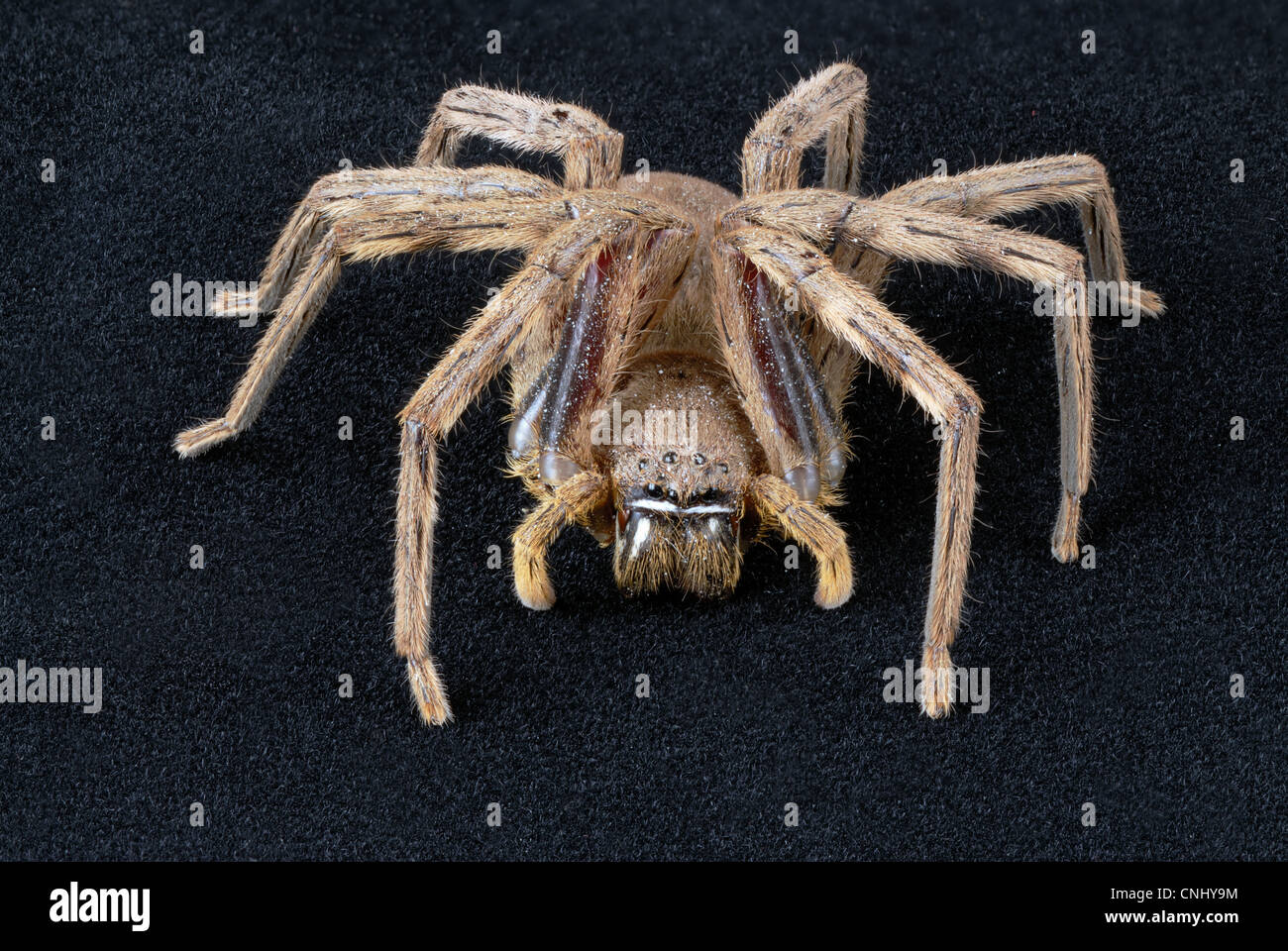 Giant Spider Eating Lizard