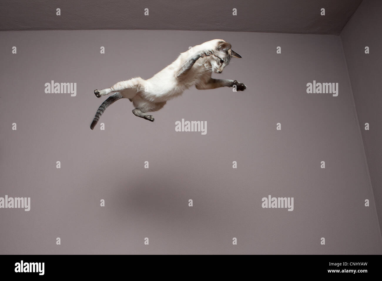 Siamese cat jumping in the air Stock Photo