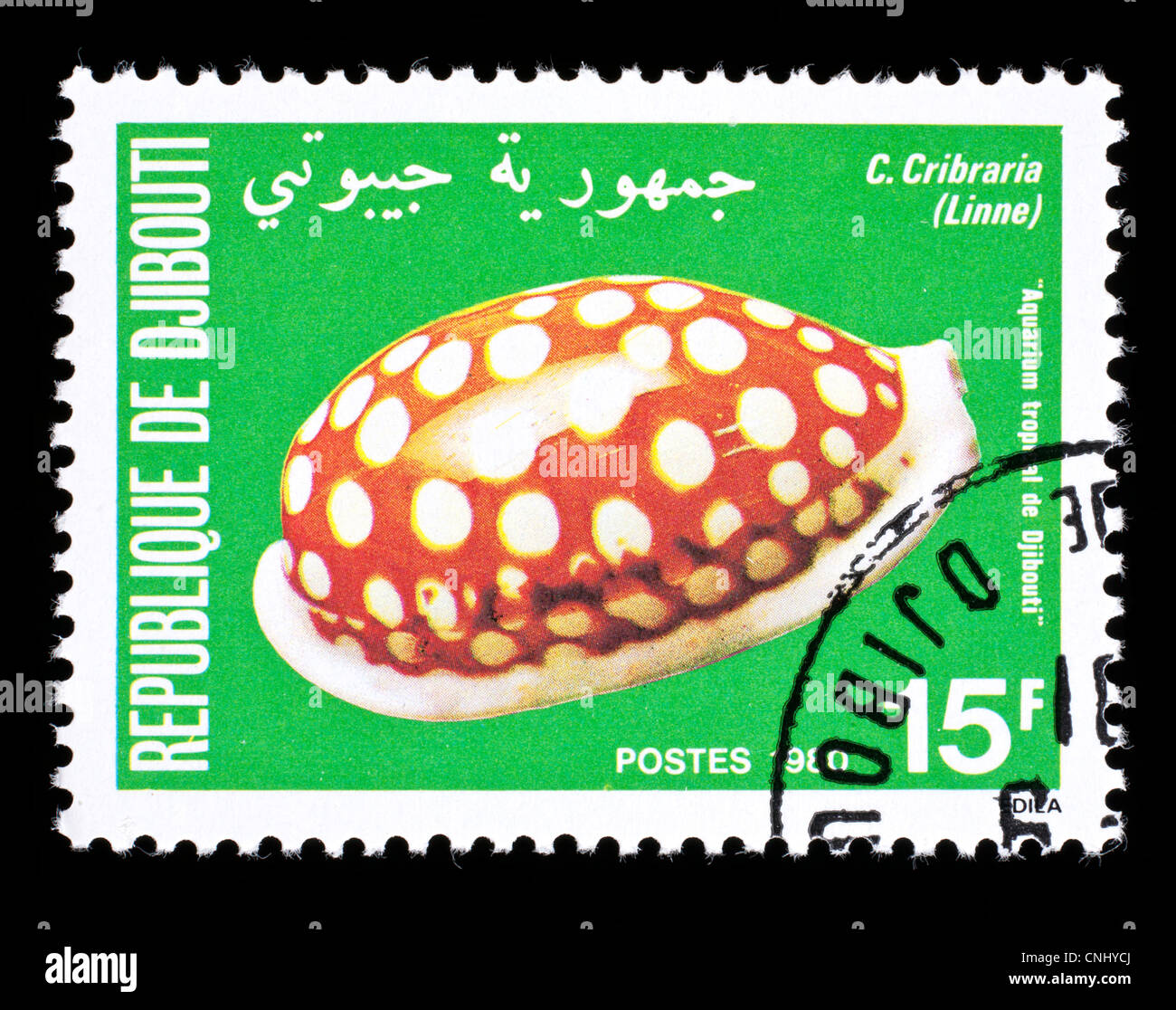Postage stamp from Djibouti depicting a sea snail Cypraea cribraria. Stock Photo