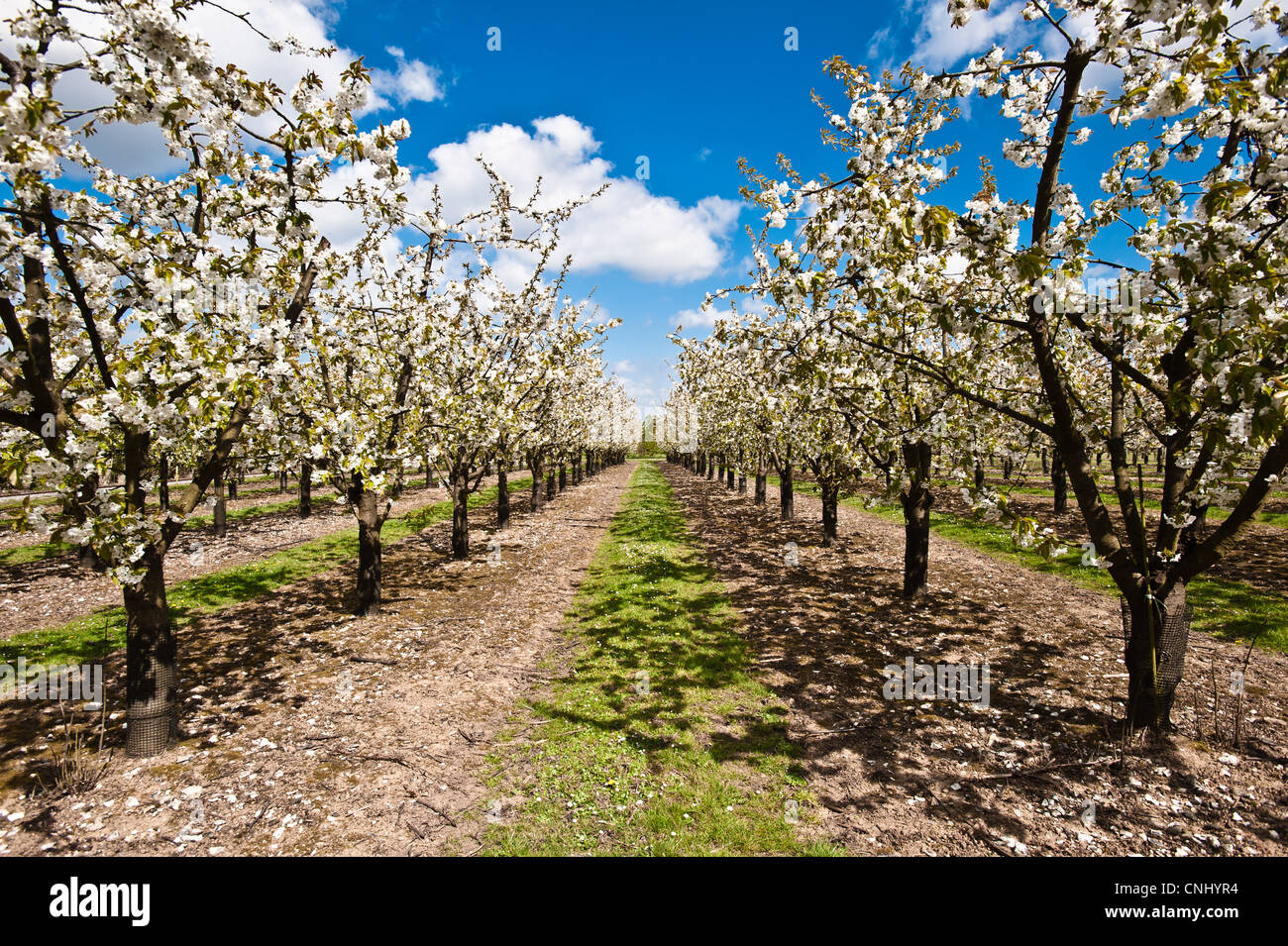 Apple trees in blossom in orchard Stock Photo Alamy
