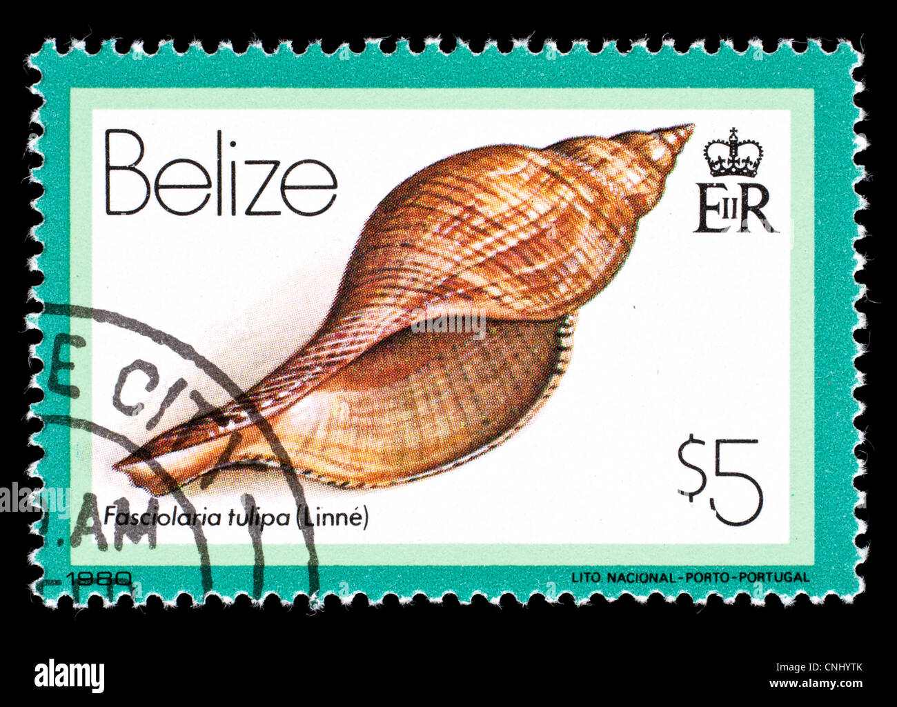 Postage stamp from Belize depicting a true tulip sea snail (Fasciolaria tulipa) Stock Photo