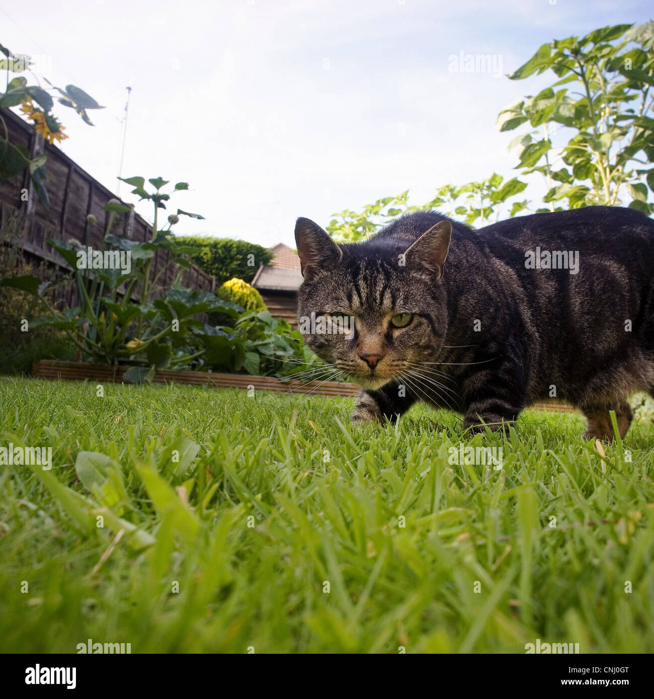 Cat prowling in garden Stock Photo