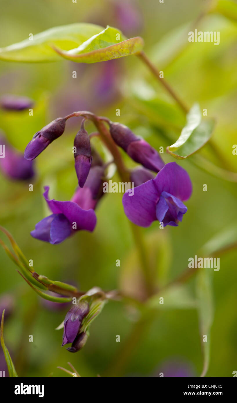 Spring Pea Color Flowering perennial pea species hi-res stock photography and images - Alamy