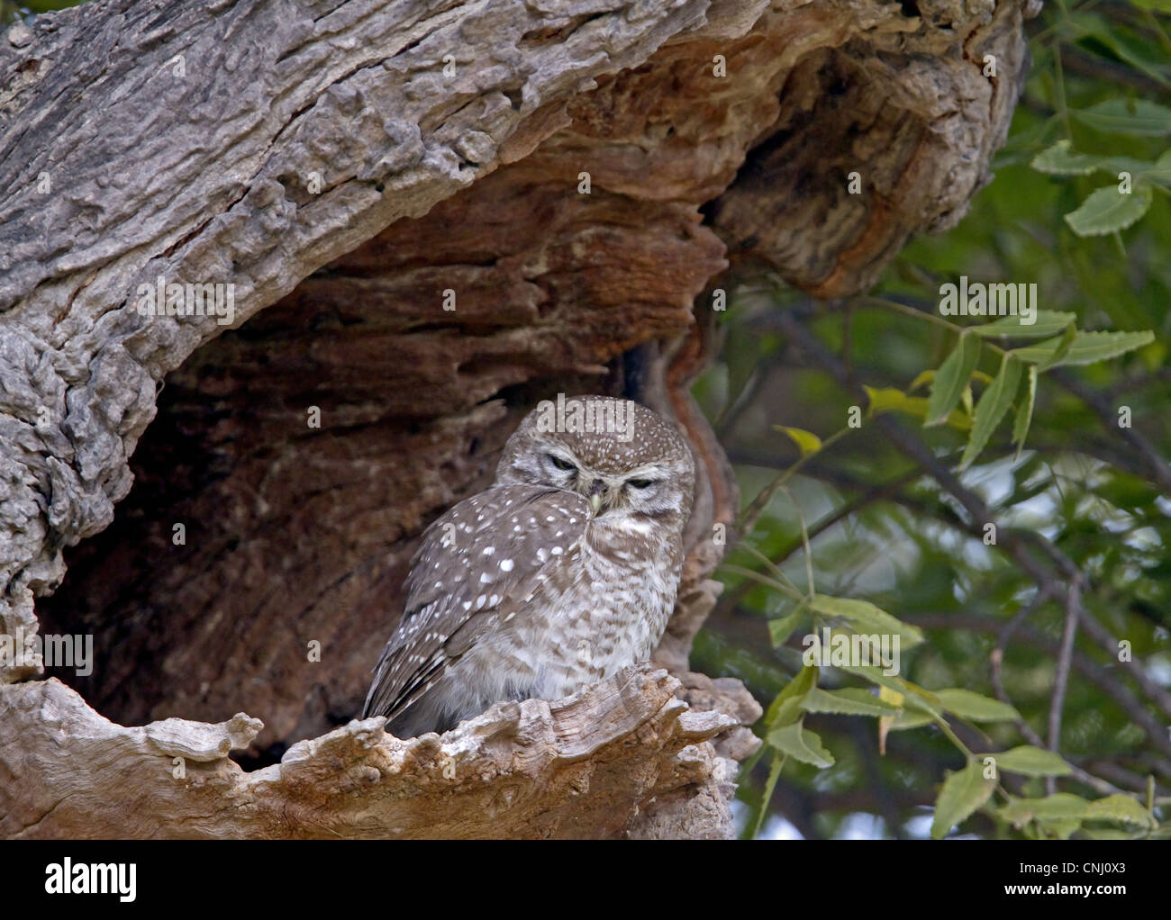 owlet for adults