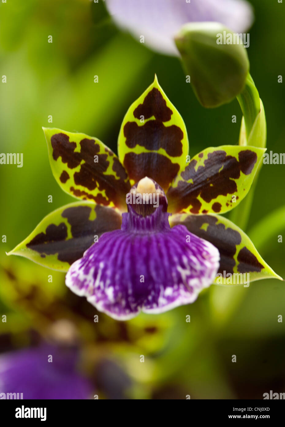 Zygopetalum x clayii, a South American tropical orchid Stock Photo