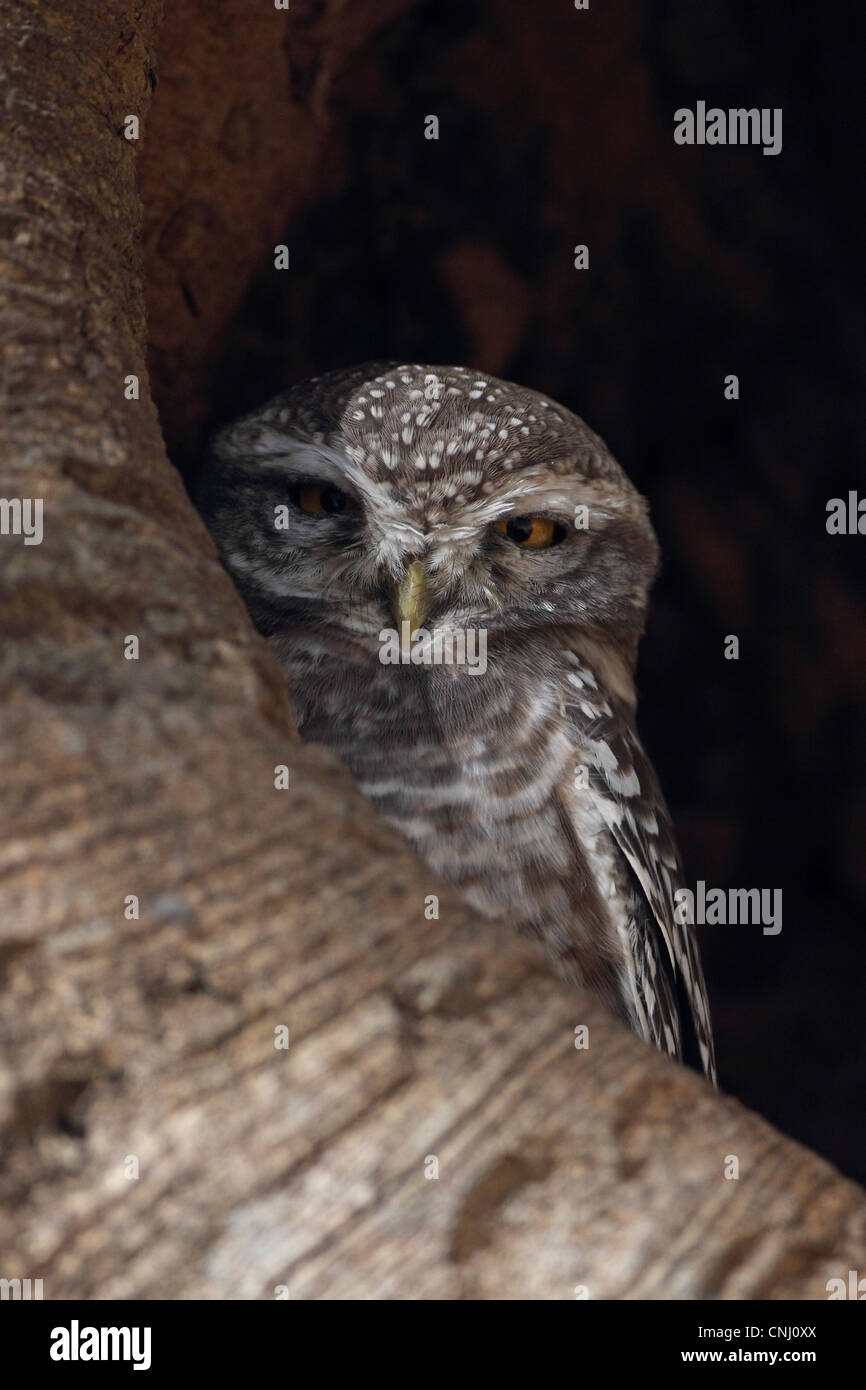 owlet for adults