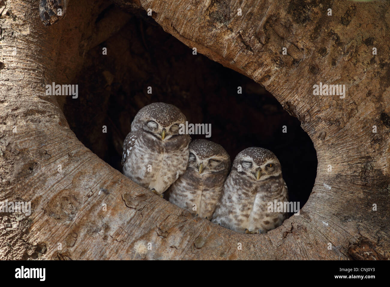 owlet for adults