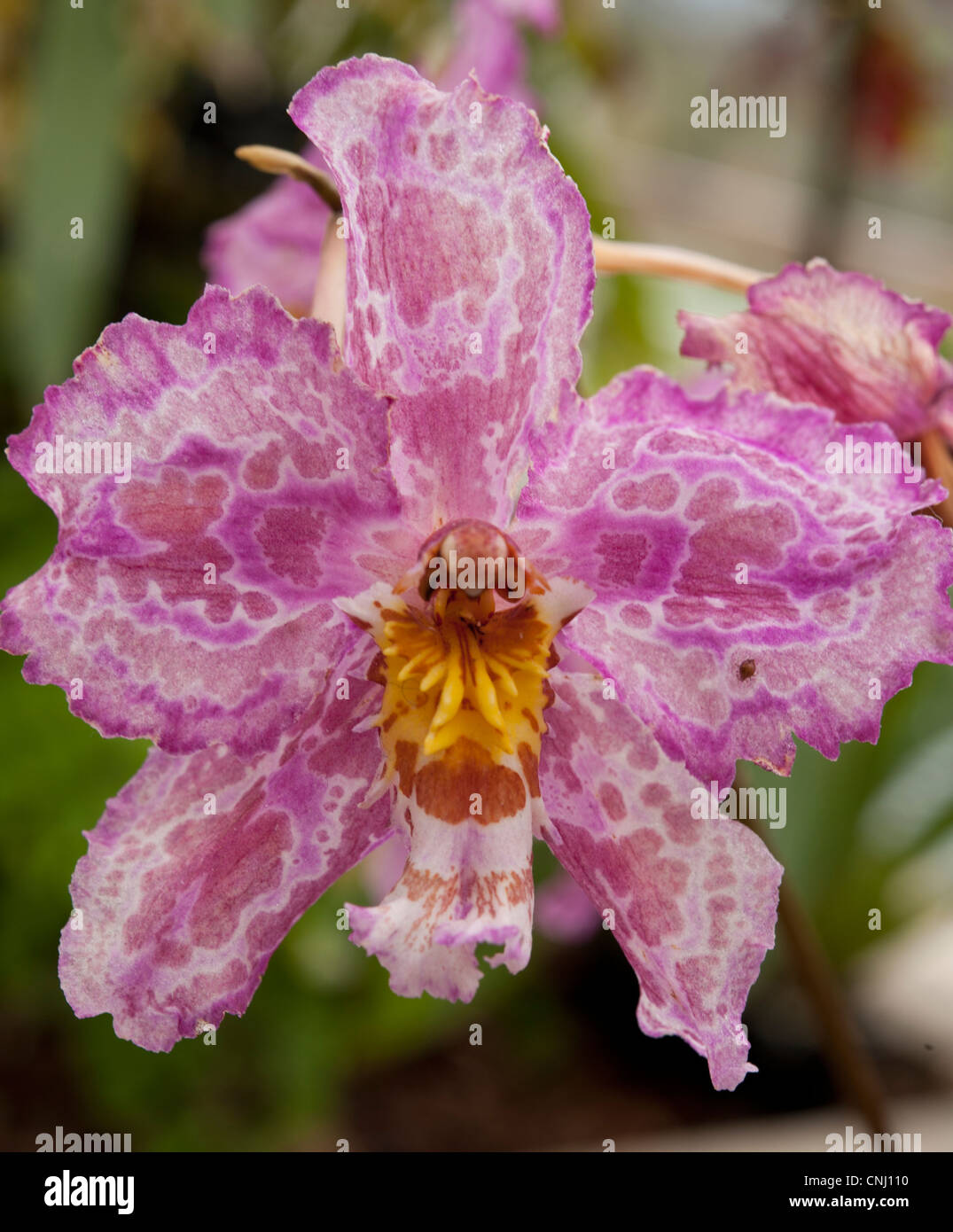 Single flower of a Tropical Orchid cultivar, showing typical Orchid