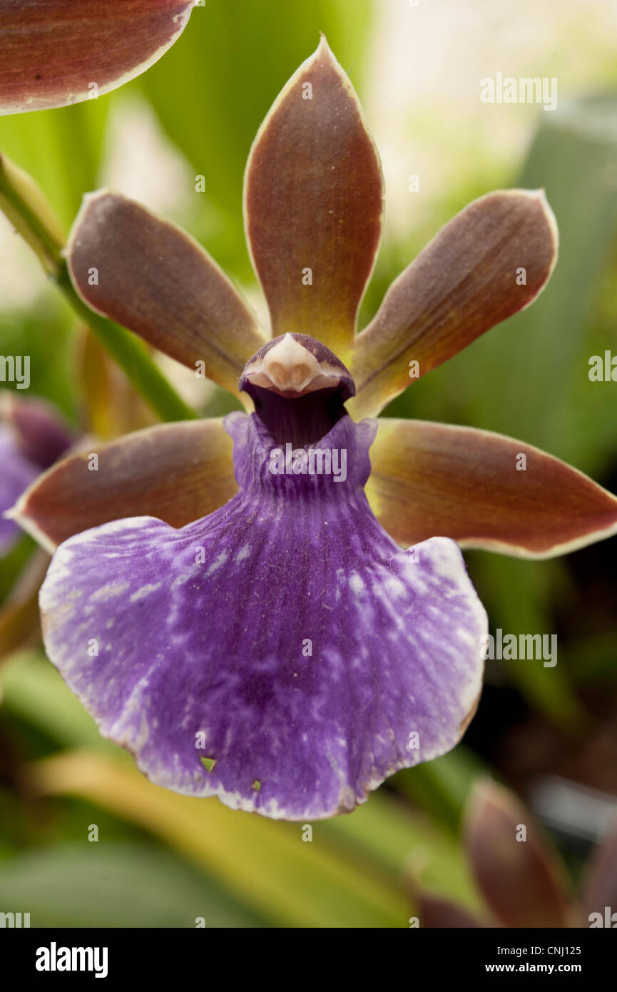Zygopetalum x clayii, a South American tropical orchid Stock Photo Alamy