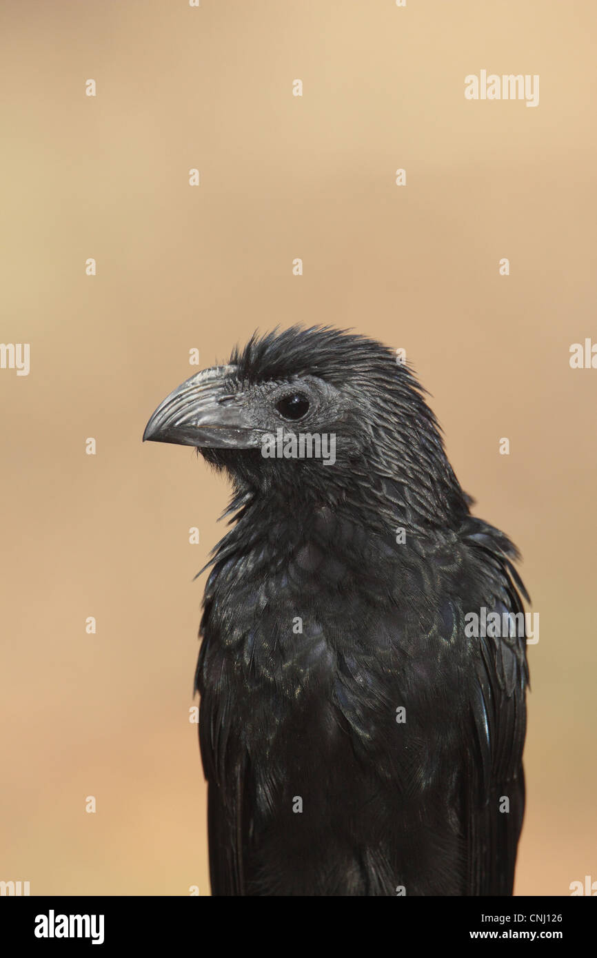 Groove-billed Ani (Crotophaga sulcirostris) adult, close-up of head and chest, Costa Rica, february Stock Photo