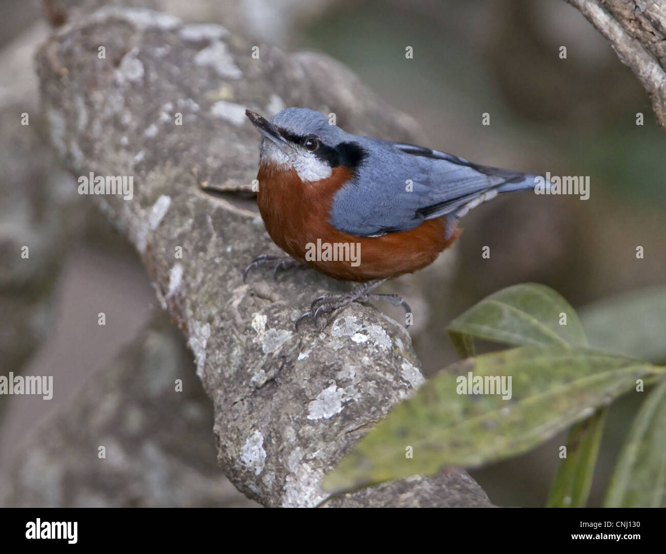 Chestnut-bellied Nuthatch (Sitta castanea) adult male, perched on branch, Uttaranchal, India, january Stock Photo