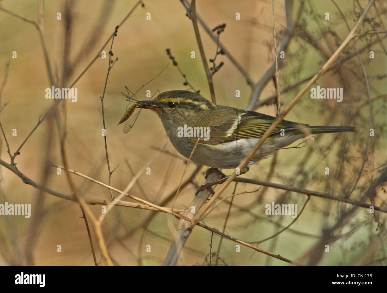 Pallas's Warbler (Phylloscopus proregulus) adult, with cranefly prey in beak, perched on stem, Hebei, China, may Stock Photo