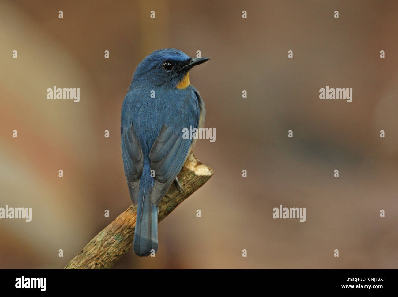 Tickell's Blue-flycatcher (Cyornis tickelliae jerdoni) endemic race, adult male, perched on stick, Sri Lanka, december Stock Photo