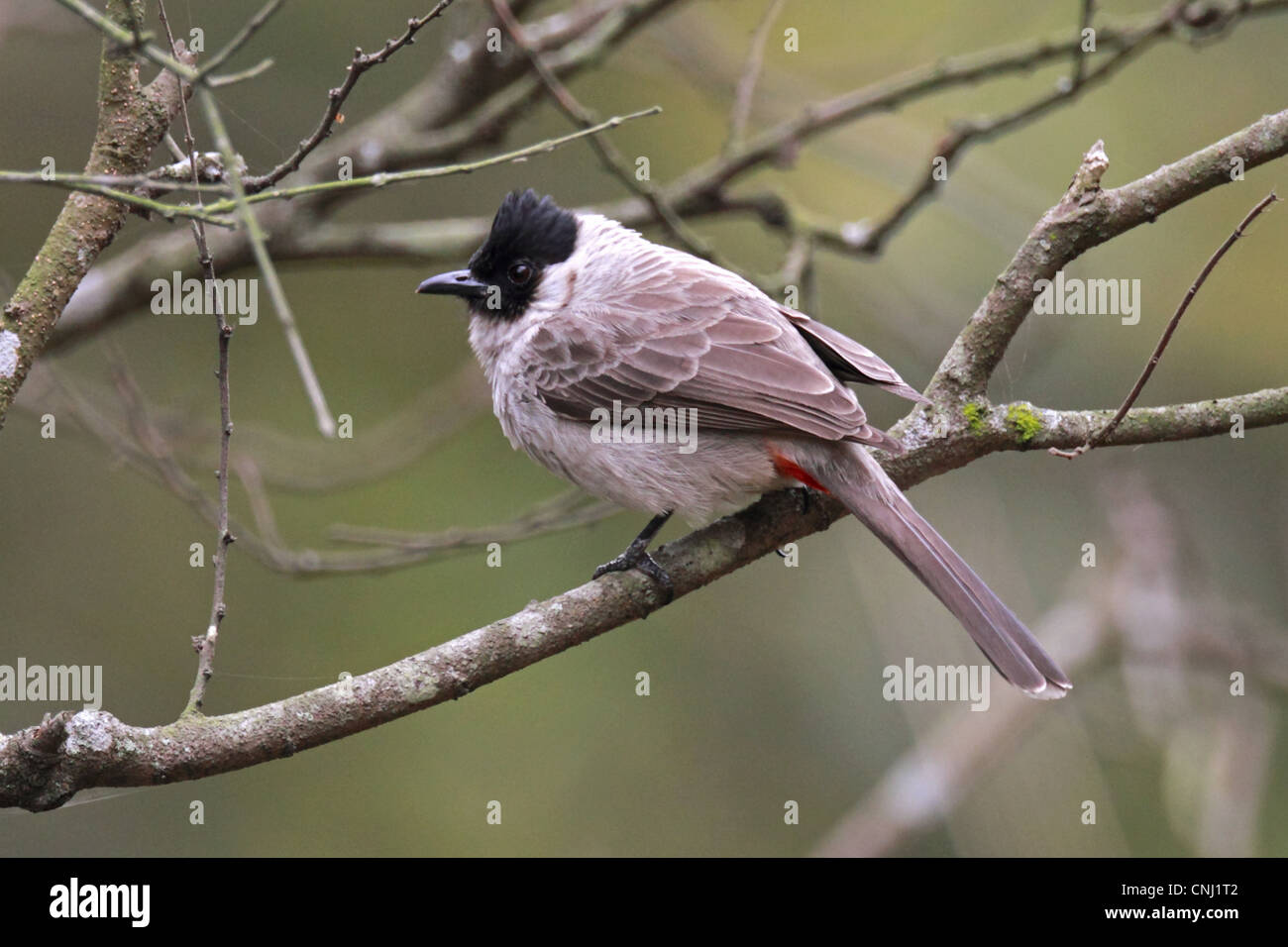 Sooty-headed Bulbul (Pycnonotus aurigaster) adult, perched on branch, Hong Kong, China, march Stock Photo