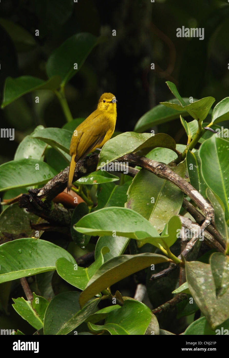 Yellow-browed Bulbul (Iole indica) adult, perched on bush, Sri Lanka, december Stock Photo