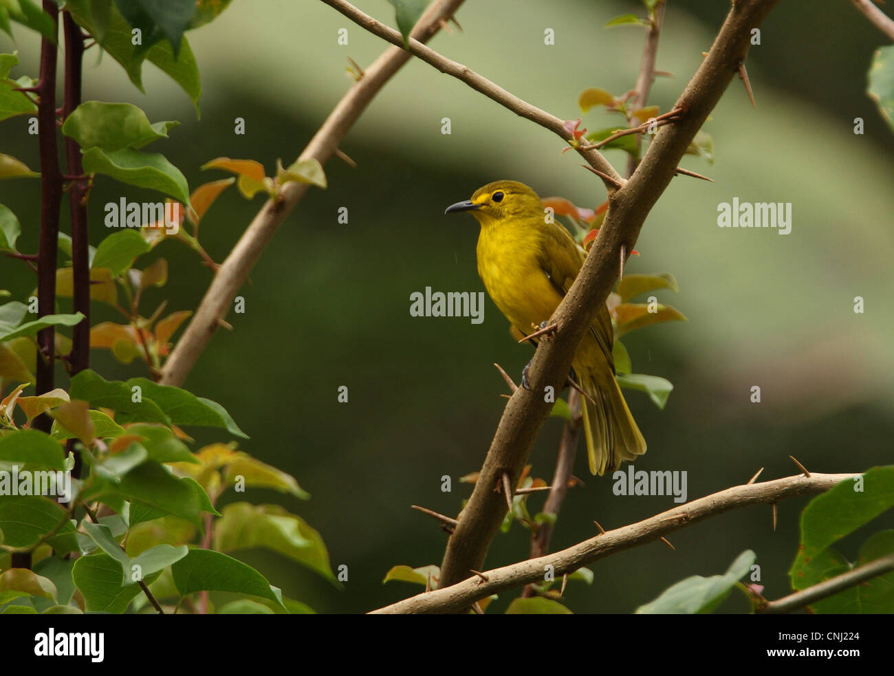 Yellow-browed Bulbul (Iole indica) adult, perched on bush in rainfall, Sri Lanka, december Stock Photo