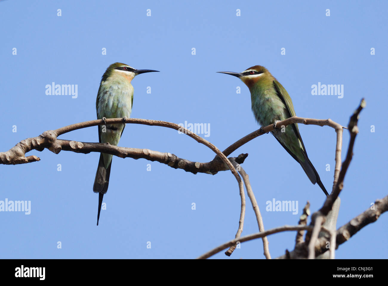 Madagascar Bee-eater Merops superciliosus adult pair perched twigs gallery forest Berenty Nature Reserve Southern Madagascar Stock Photo