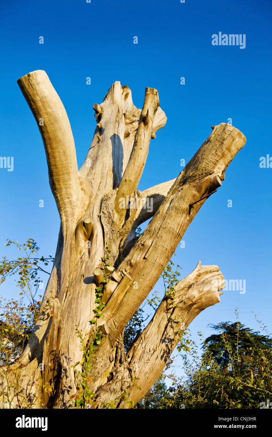 Rebirth of nature cut down dead tree supporting the grow of new