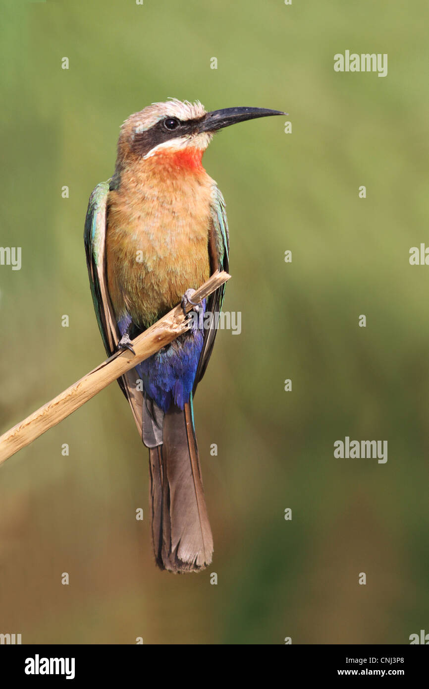 White fronted bee eater merops bullockoides adult hi-res stock ...