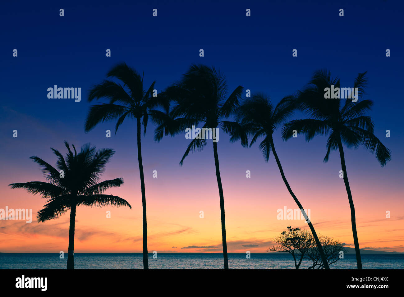 Palm trees at Sunset, Maui, Hawaii Stock Photo - Alamy