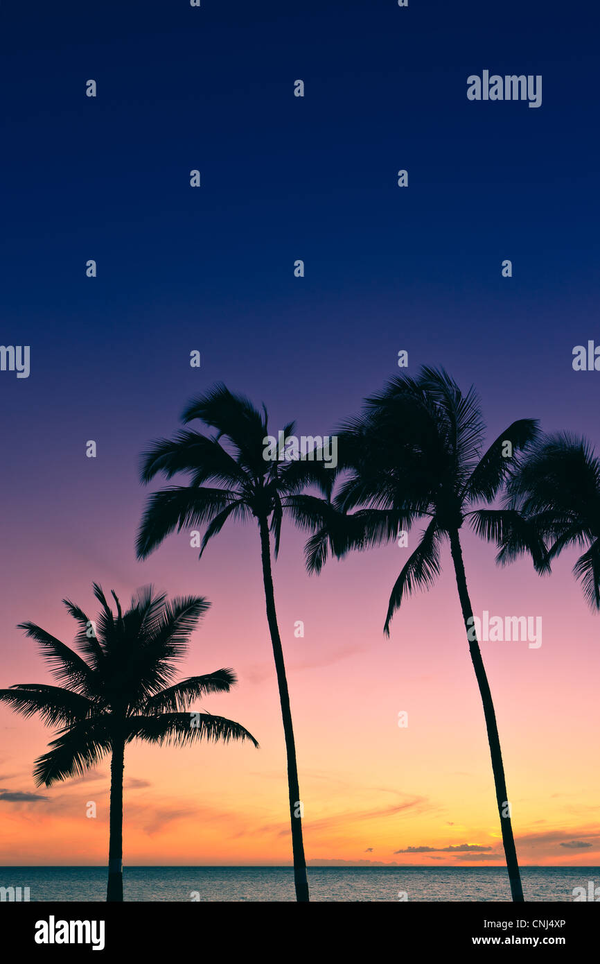 Beach hawaii palm tree clear sky hi-res stock photography and images ...