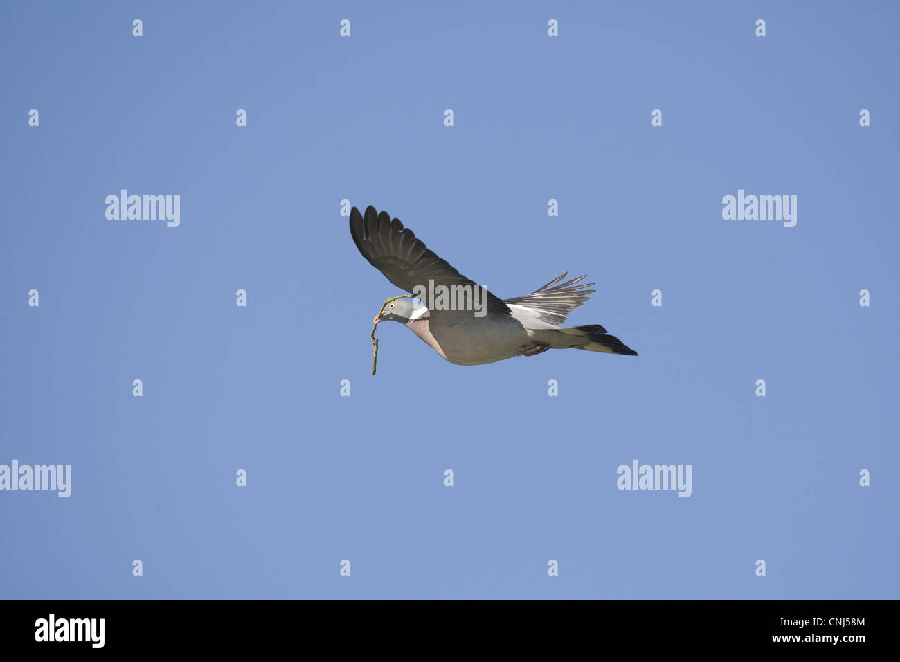Wood Pigeon (Columbus palumbus) adult, in flight, carrying twig for nesting material in beak, Norfolk, England, july Stock Photo