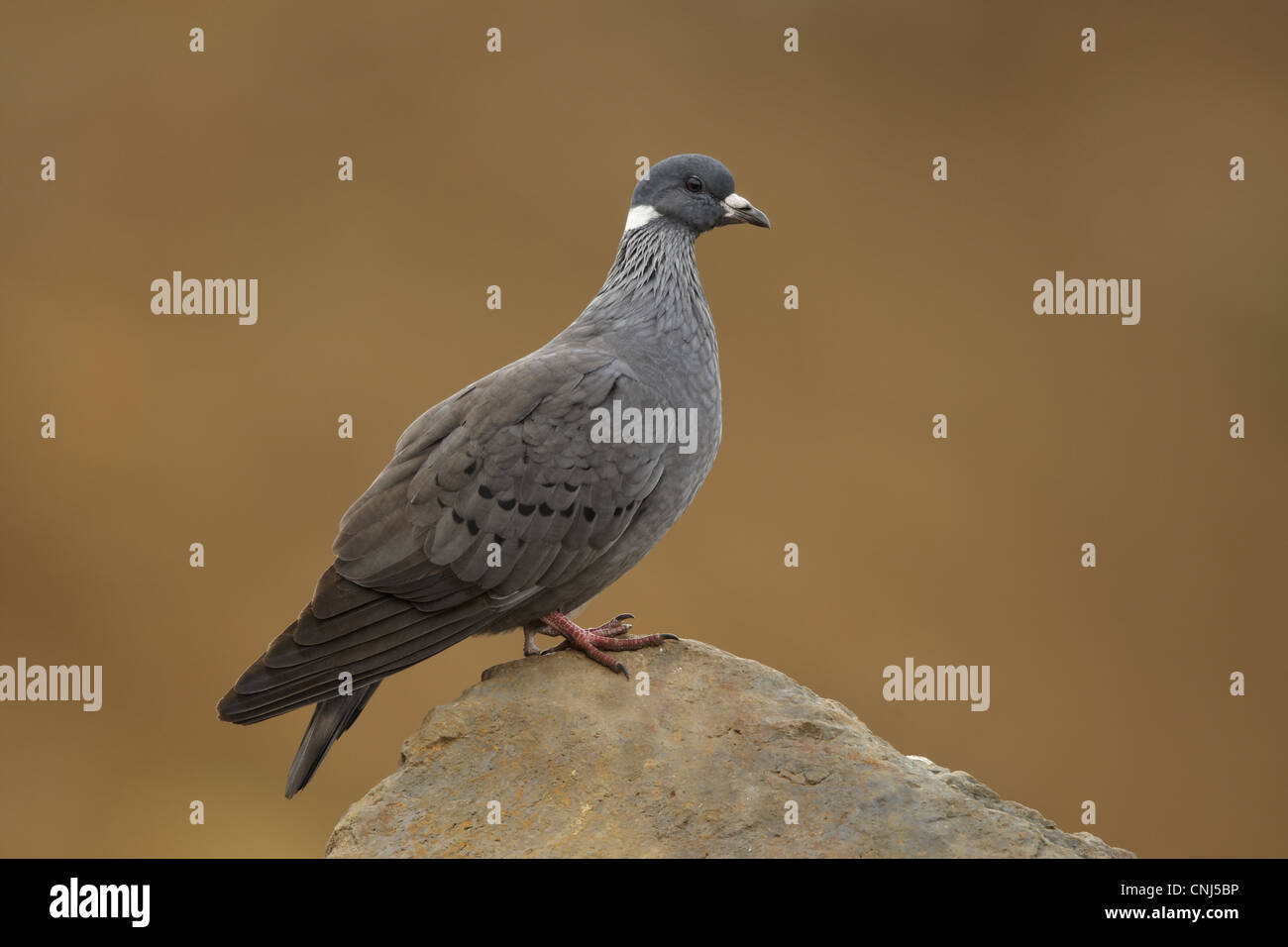 Columba albitorques hires stock photography and images Alamy
