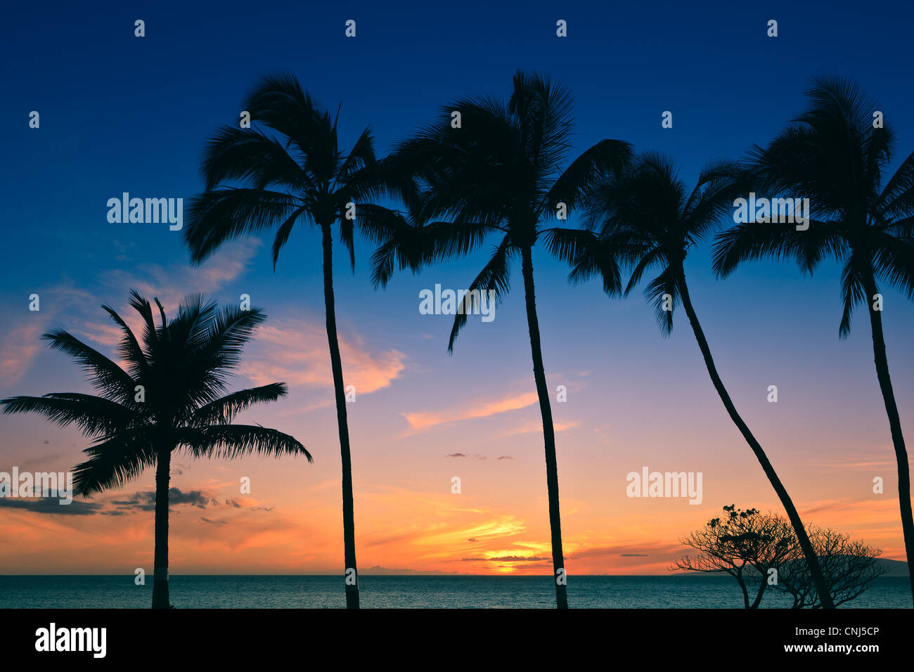 Hawaii beaches palm trees hi-res stock photography and images - Alamy