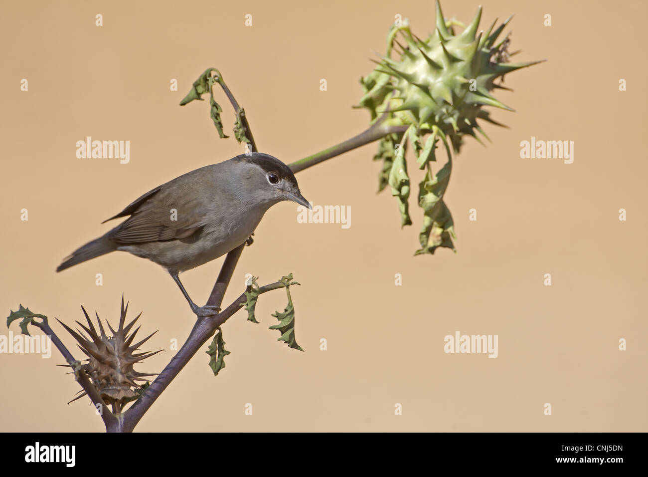 Blackcap (Sylvia atricapilla) adult male, perched on Thorn Apple (Datura sp.) stem, Northern Spain, september Stock Photo