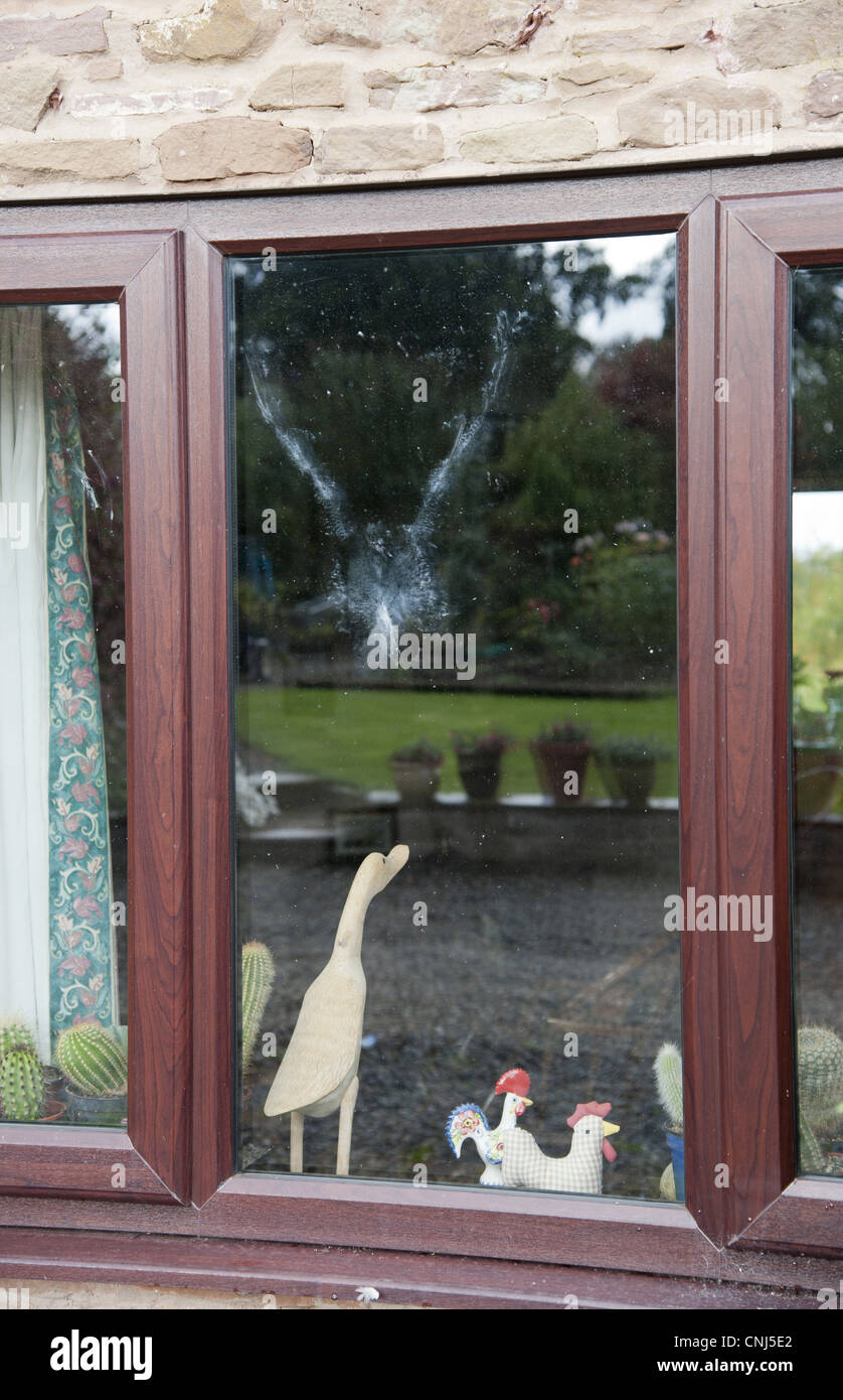 Wood Pigeon (Columba palumbus) powder down imprint on glass after collision with window, Bouldon, Shropshire, England, september Stock Photo