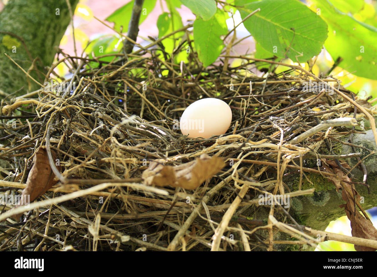 woodpigeons-nesting-uk-hi-res-stock-photography-and-images-alamy