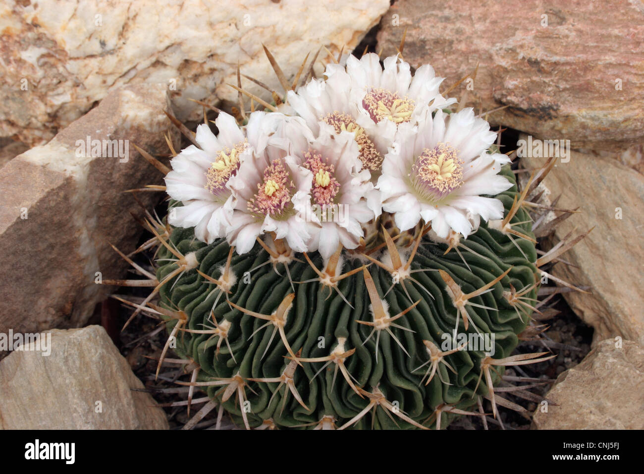 Cactus (Stenocactus species) grown from seed from La Estancia, Guanajuato, Mexico. Stock Photo
