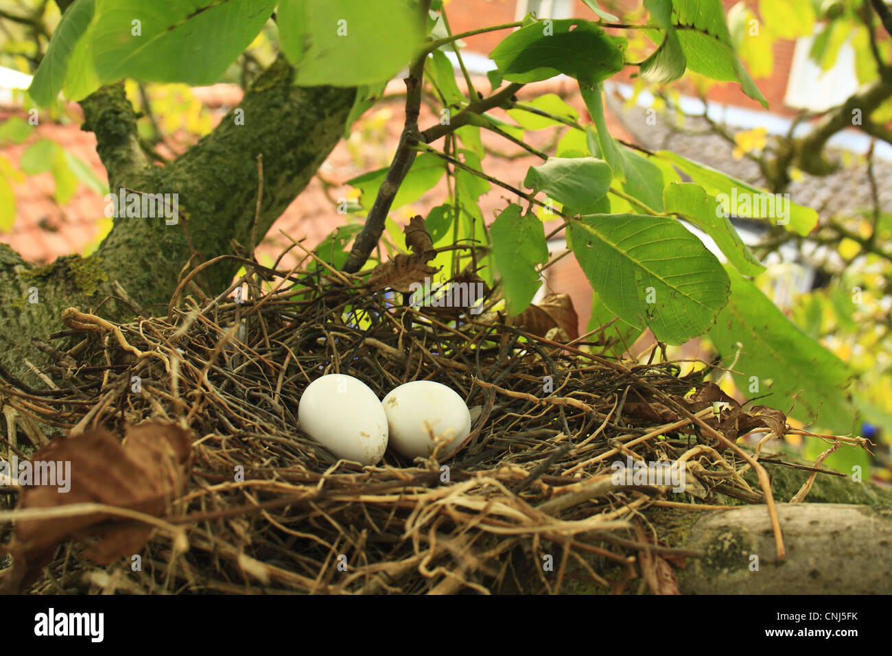 wood-pigeon-columba-palumbus-two-eggs-in-nest-on-branch-common-walnut